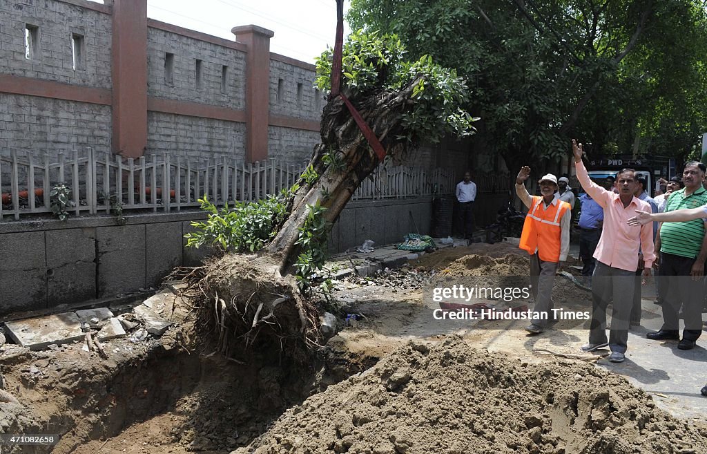 Tree Plantation Drive In Delhi