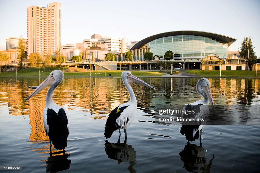 Three pelicans Torrens river Adelaide South Australia