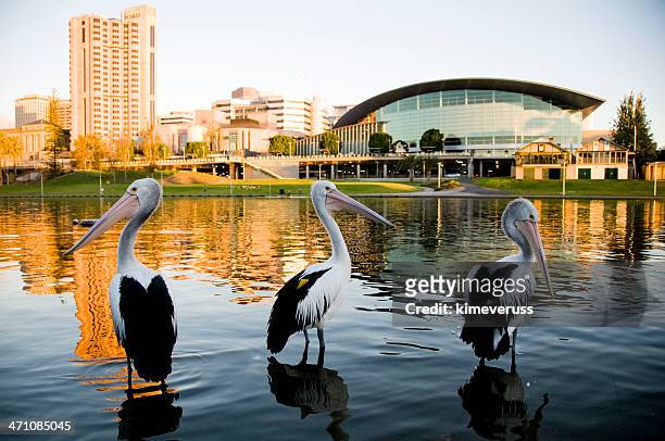 three pelicans torrens river adelaide south australia - adelaide stock pictures, royalty-free photos & images