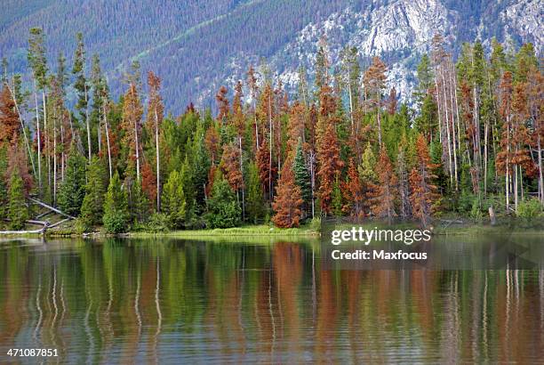 mountain pine beetle - pine beetle stock pictures, royalty-free photos & images