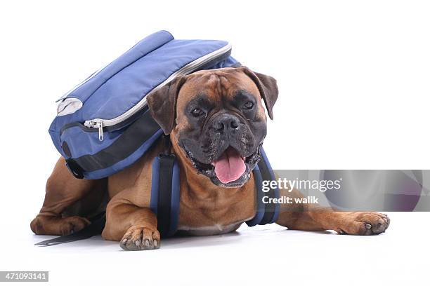 schooldog - dog backpack stock pictures, royalty-free photos & images