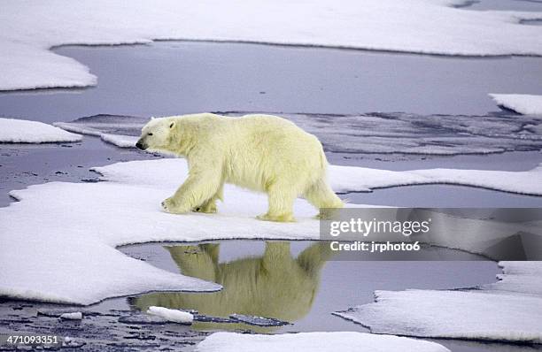 polar bear on thin ice - glacial ice sheet stock pictures, royalty-free photos & images
