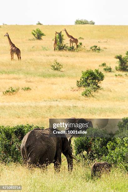 elefanten und giraffen - masai mara national reserve stock-fotos und bilder