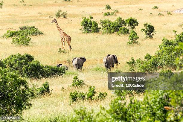 elephants and giraffe - national wildlife reserve 個照片及圖片檔