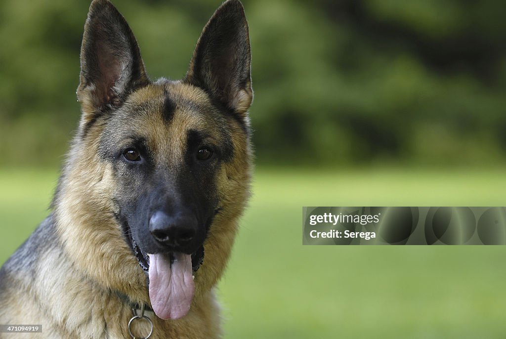 German Schäferhund