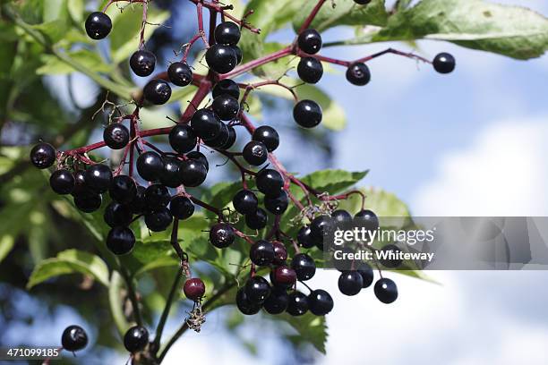 schwarze beeren holunderbeere cluster sambucus nigra mit sky - flieder stock-fotos und bilder