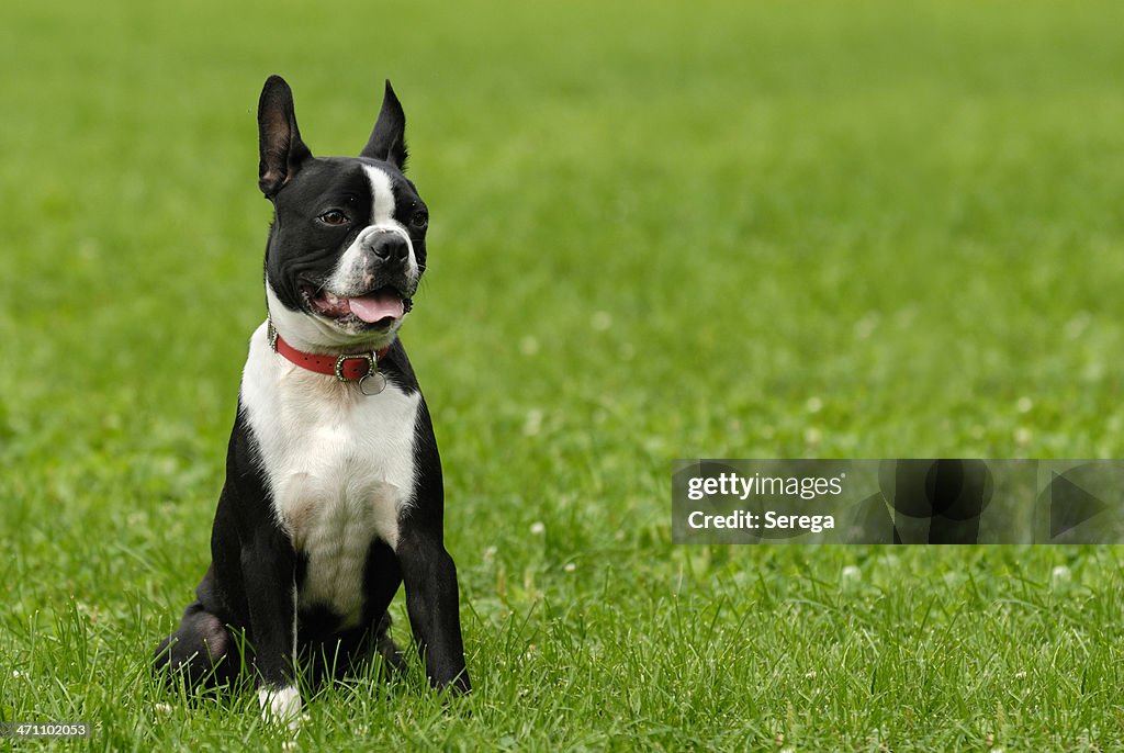 Terrier de Boston