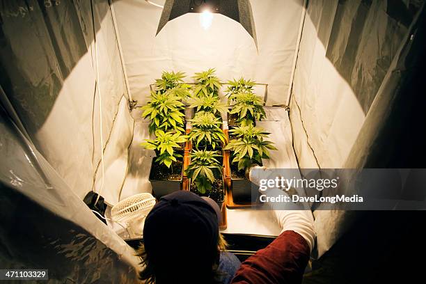 growing marijuana - marijana stock pictures, royalty-free photos & images