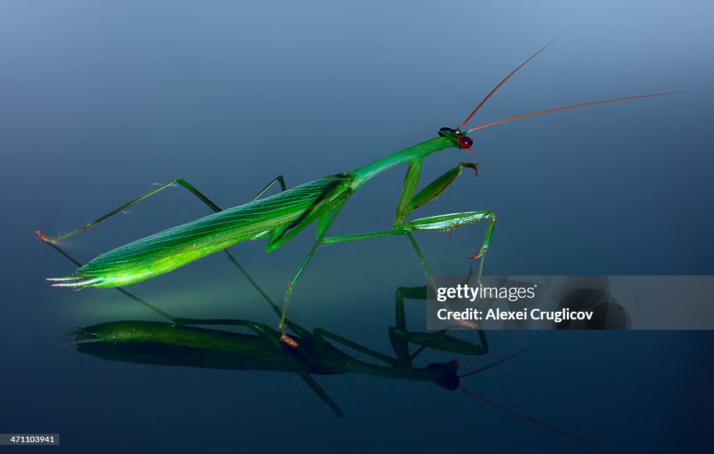 Mantis religiosa