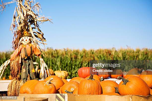 pumpkins - scarecrow agricultural equipment fotografías e imágenes de stock