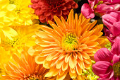 Multicolored Chrysanthemums background