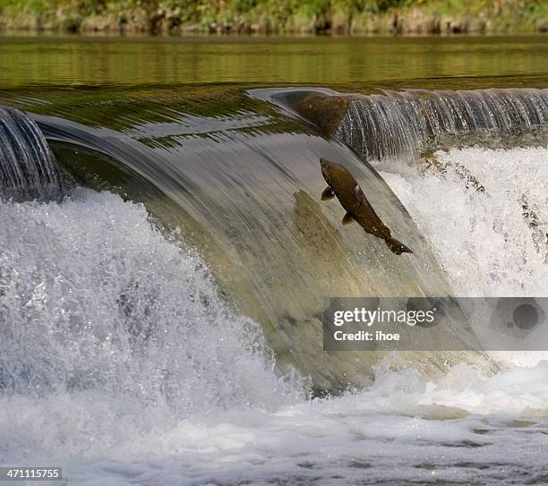 Fish Jumping River Photos and Premium High Res Pictures - Getty Images