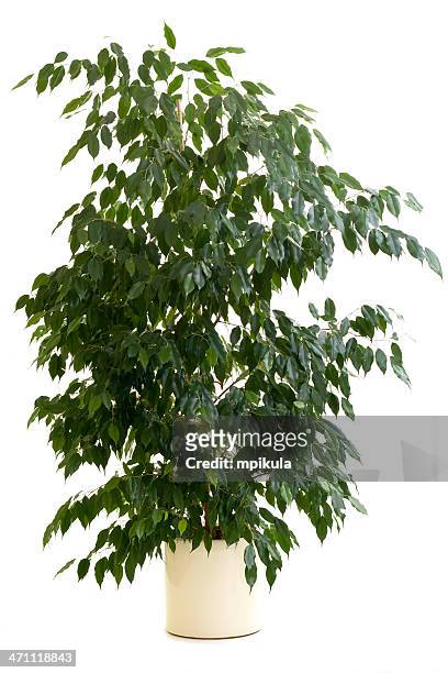 ficus tree in tan flowerpot on white background - house plants stock pictures, royalty-free photos & images