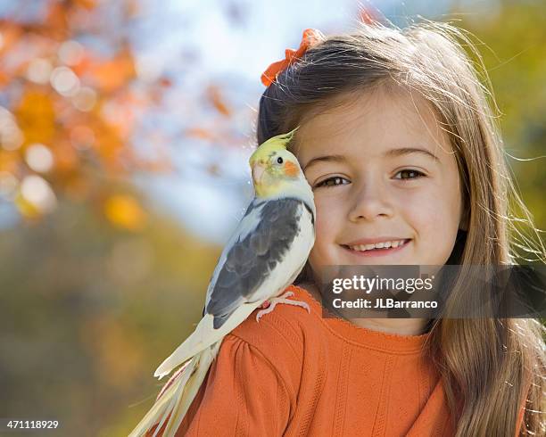 mi compañero cacatúa pequeña - cockatiel fotografías e imágenes de stock