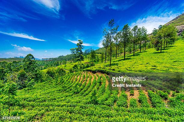 tea plantation in munnar - south india stock pictures, royalty-free photos & images
