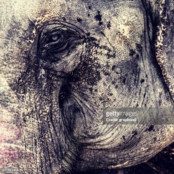 elephant eye - elephant eyes stock pictures, royalty-free photos & images