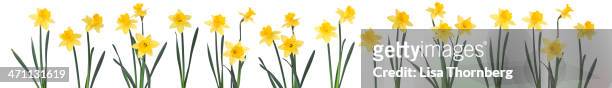daffodils in a row. - 水仙花 個照片及圖片檔