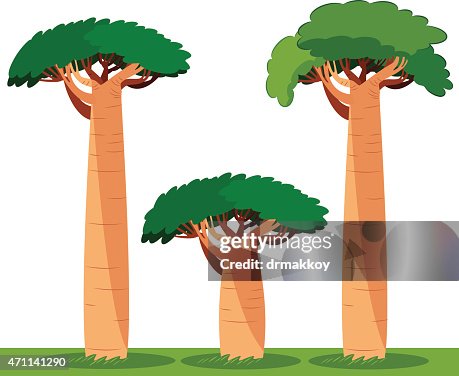 Baobab tree Baobab tree