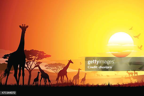 african landscape with giraffes silhouettes in hot day - safari park stock illustrations