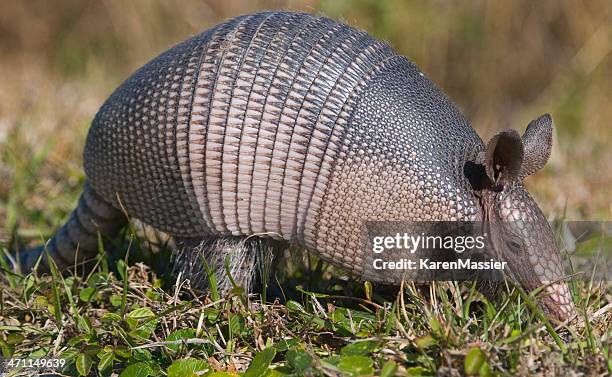 armadillo - tatu fotografías e imágenes de stock