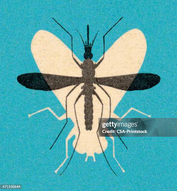 fly and mosquito - housefly stock illustrations