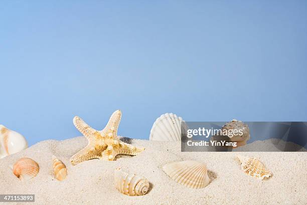seashells en la playa de arena, estrella de mar y conchas en el cielo de verano - concha parte del cuerpo animal fotografías e imágenes de stock