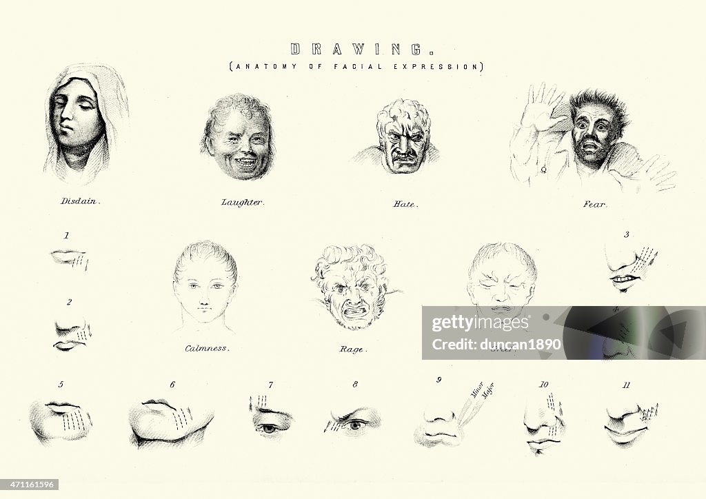 Facial Description Examples Anatomy Of Facial Expressions High-Res Vector Graphic - Getty Images