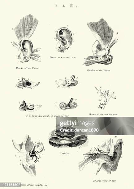 human anatomy - the ear - ear drum stock illustrations