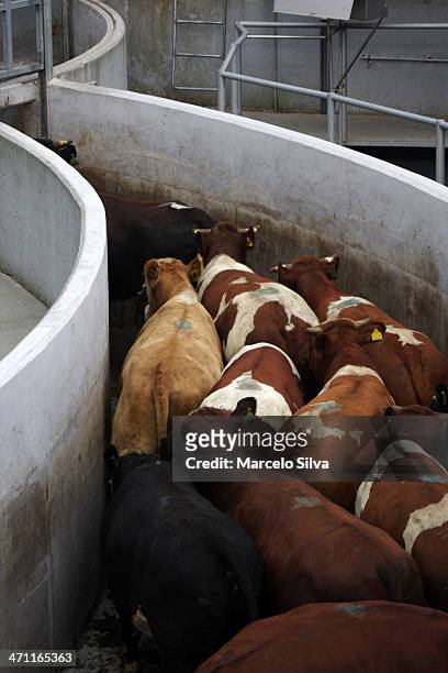 kühe zu fuß - schlachthof stock-fotos und bilder