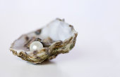 Close up of oyster with pearl on white background