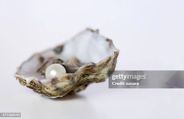 close up of oyster with pearl on white background - oyster clam stock pictures, royalty-free photos & images