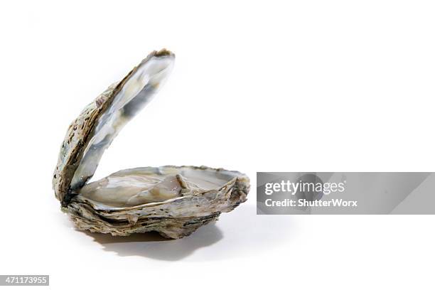 oyster - oysters stockfoto's en -beelden