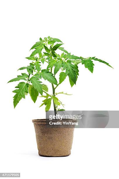 tomato seedling potted plant, garden vegetable isolated on white background - seedling bildbanksfoton och bilder