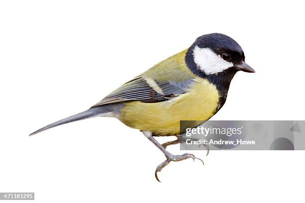 kohlmeise (parus wichtigen) - kohlmeise stock-fotos und bilder