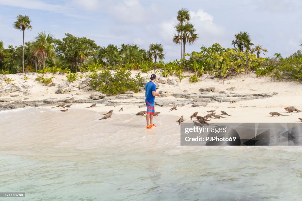 Young man feeds group of iguanas - Bahamas