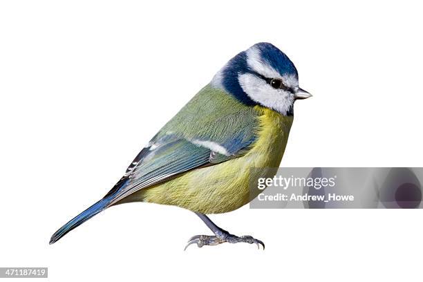 blue tit (cyanistes caeruleus) - vogel stockfoto's en -beelden