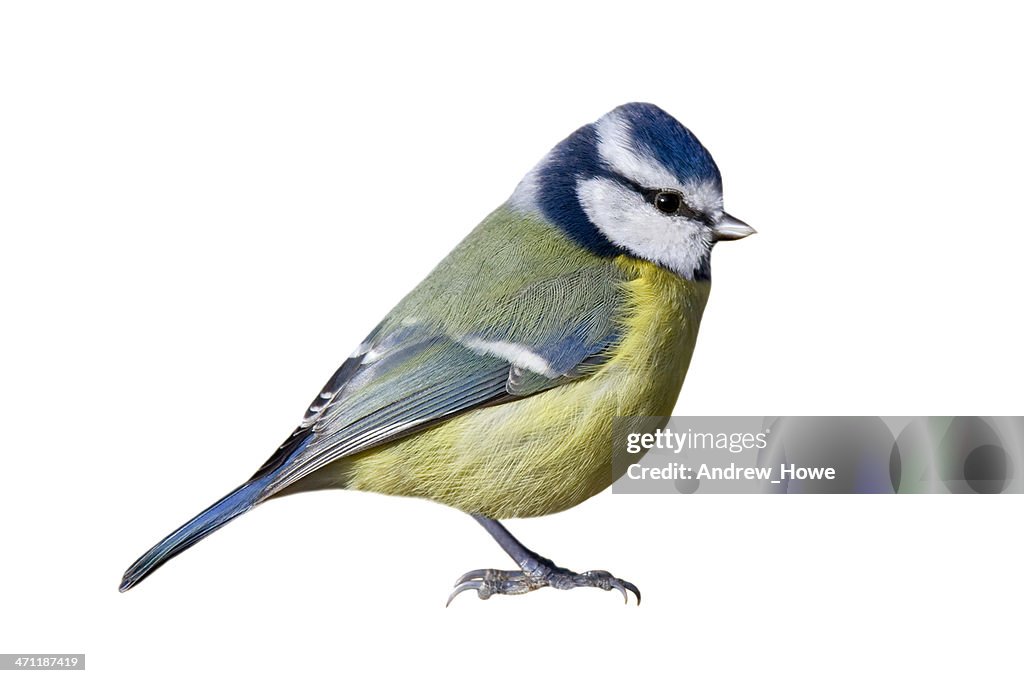 Blue Tit (Cyanistes caeruleus)