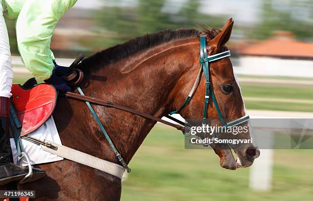 racehorse - thoroughbred horse stock pictures, royalty-free photos & images