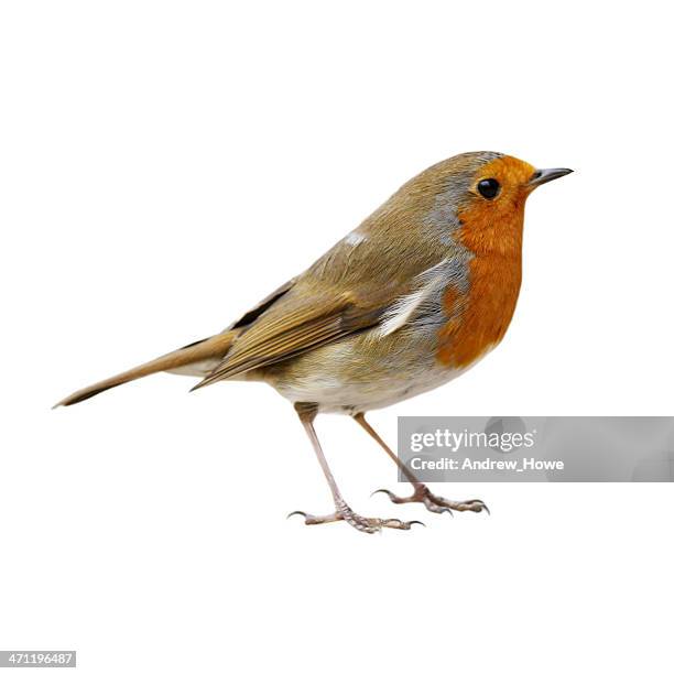 robin (erithacus rubecula) - birds isolated stock pictures, royalty-free photos & images