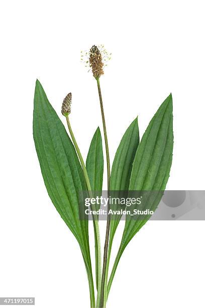 ribwort - plantain stock pictures, royalty-free photos & images