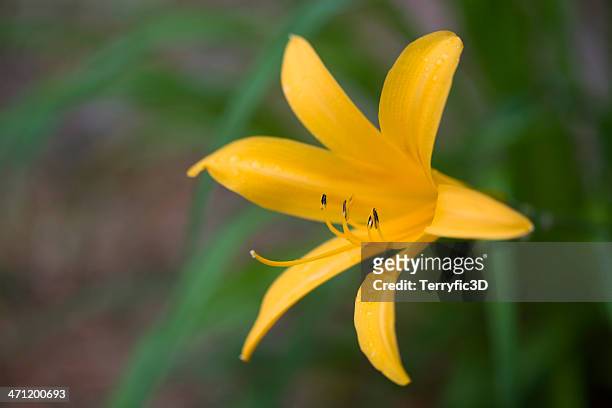 extra early blooming day lily - terryfic3d stockfoto's en -beelden