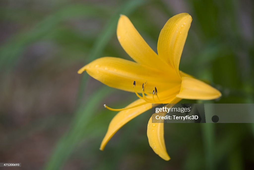 Extra Early Blooming Day Lily