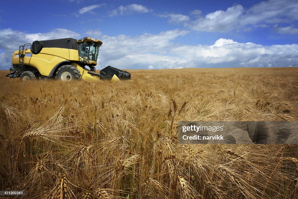 Combine Working on the Field