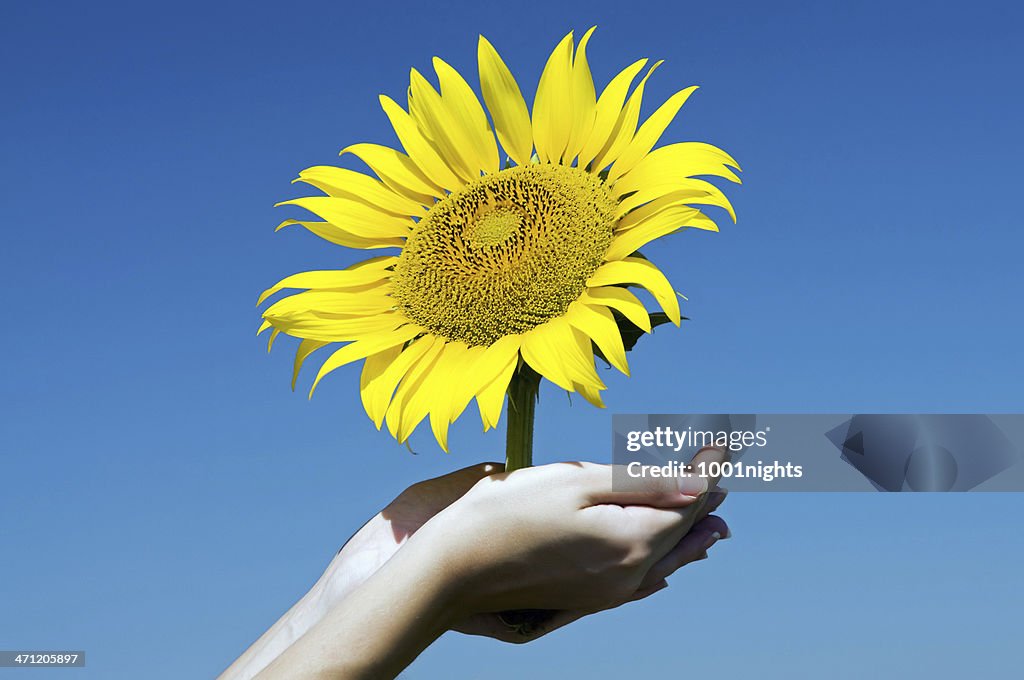 Fresh Sunflower