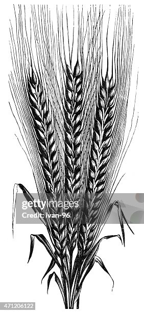 Barley Barley