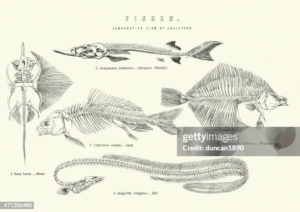 stockillustraties, clipart, cartoons en iconen met skeletons of fishes - sturgeon skate carp flouder and eel - dierlijk skelet