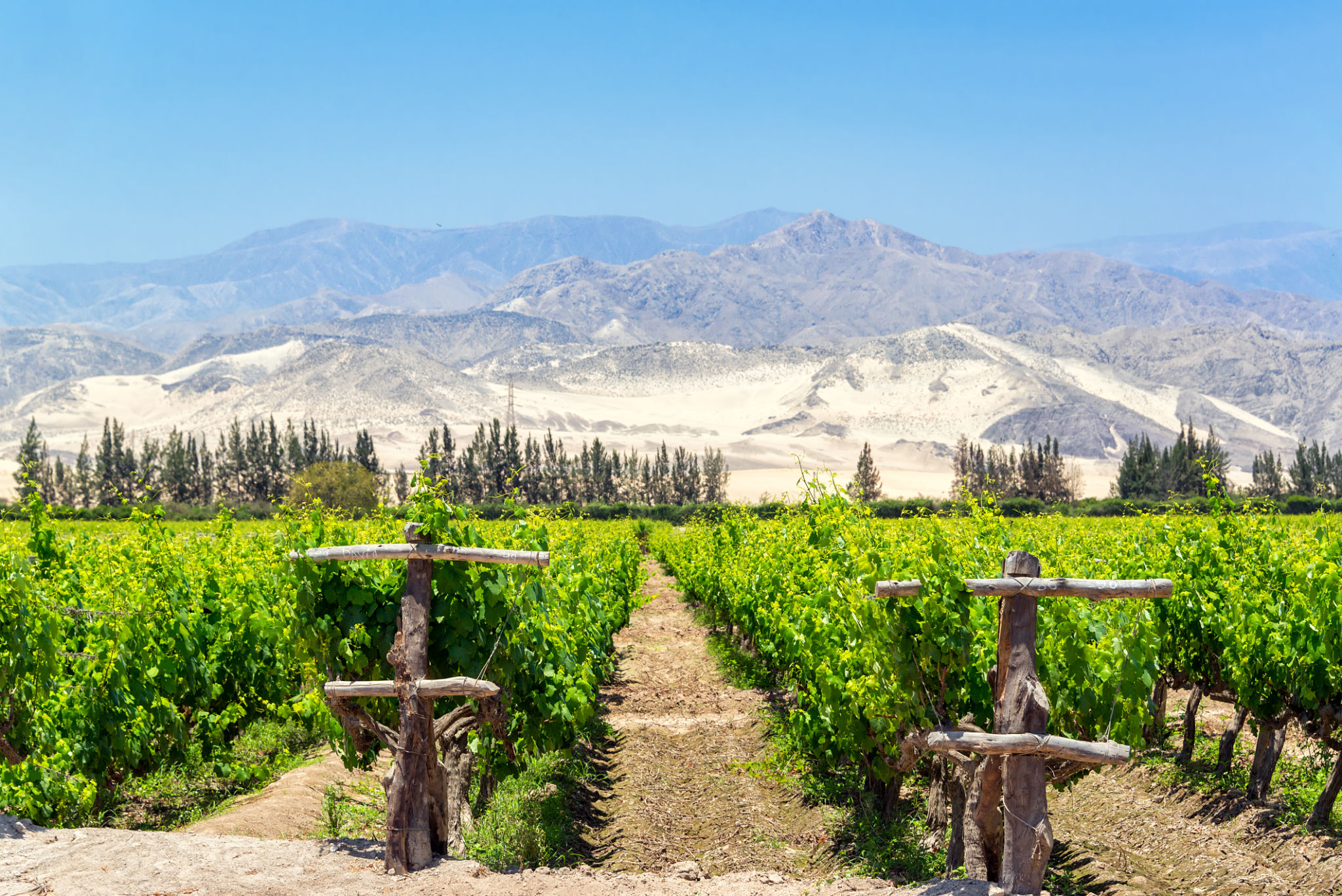 peruvian vineyards