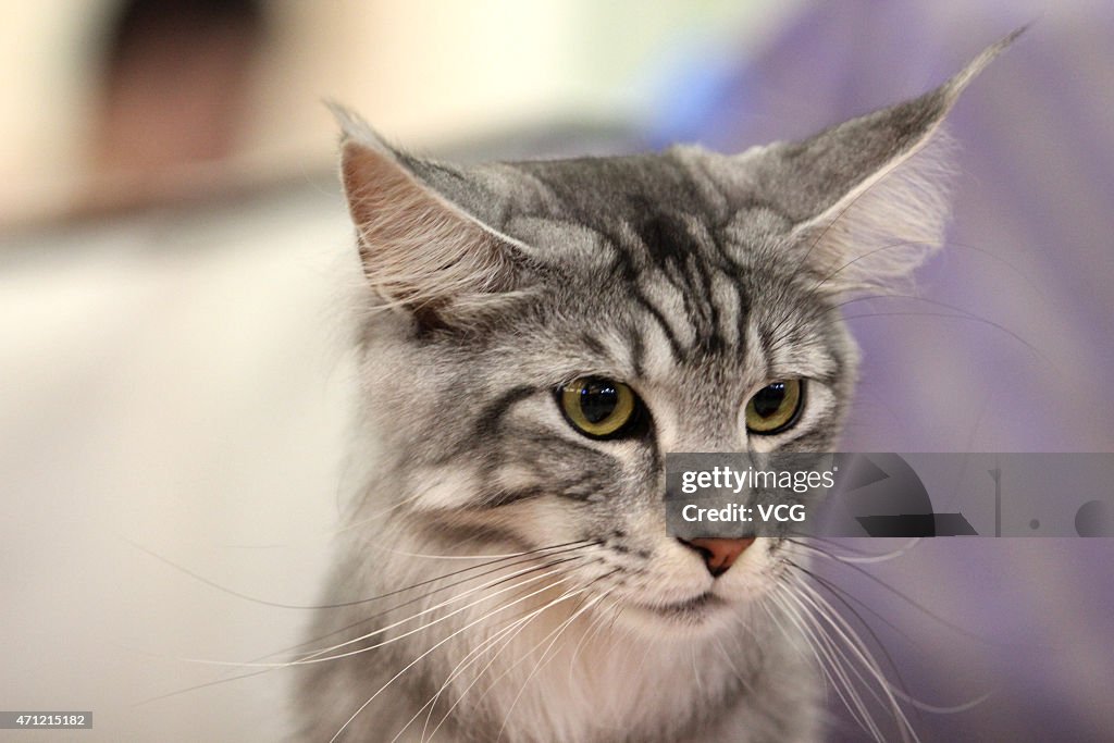 CFA International Cat Show In Wuhan