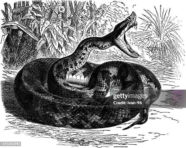 pit viper - snakebite stock illustrations