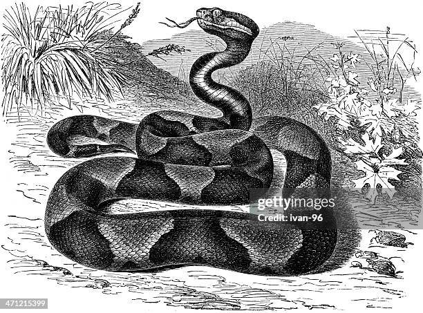 ilustrações de stock, clip art, desenhos animados e ícones de cabeça-de-cobre - cascavel